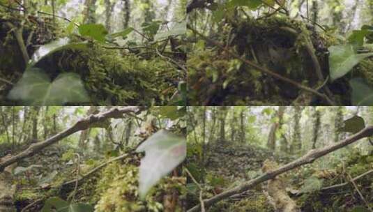 雨林树木上的青苔高清在线视频素材下载