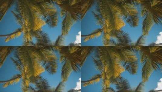 棕榈树在风中移动高清在线视频素材下载