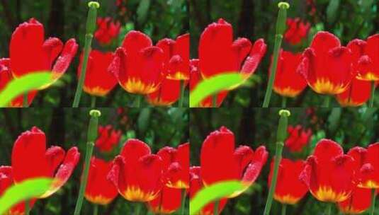 风中红色的郁金香高清在线视频素材下载