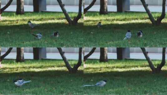 草地上的灰喜鹊在觅食2高清在线视频素材下载