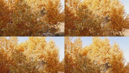 秋季 金色 胡杨林 风中树叶摇曳高清在线视频素材下载