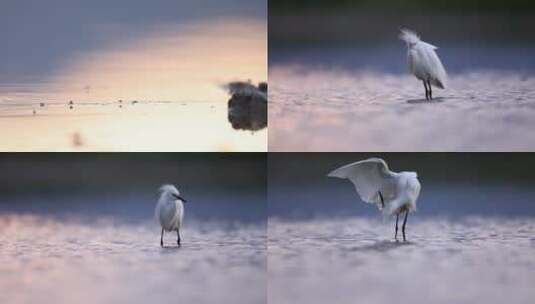 夕阳湖面水鸟觅食唯美风景高清在线视频素材下载