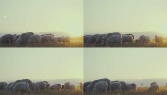 清晨的羊群高清在线视频素材下载