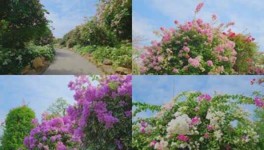 三角梅叶子花盛开的花园小路合集1高清在线视频素材下载