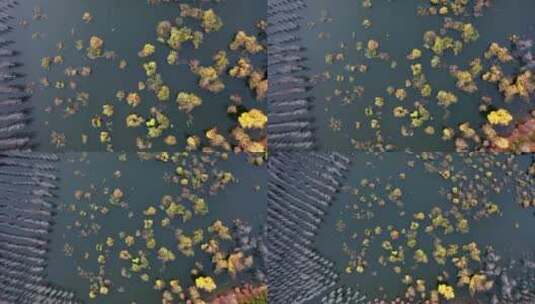 4K航拍俯瞰深秋湖水中白桦树树林秋色高清在线视频素材下载