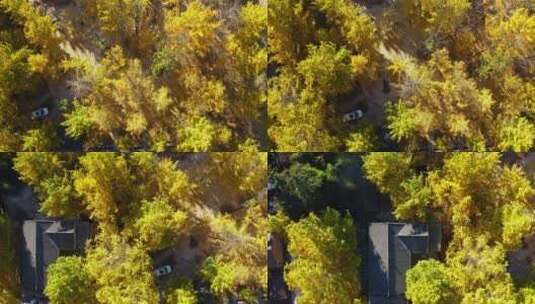 秋天金黄银杏林中的村寨房屋高清在线视频素材下载