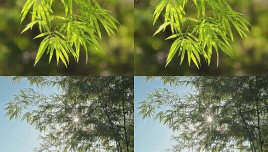 竹叶竹林风景实拍视频高清在线视频素材下载