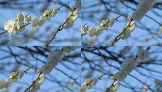 春季白色梅花景观高清在线视频素材下载