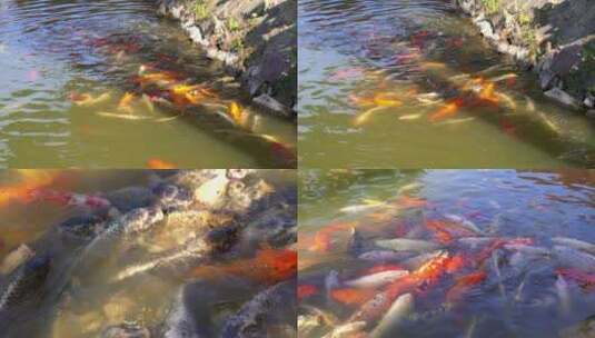 广州天河华南植物园锦鲤金鱼高清在线视频素材下载