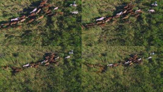 草原上的马天山牧民牧草草场饲草高清在线视频素材下载