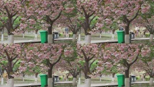 春天樱花实拍素材高清在线视频素材下载