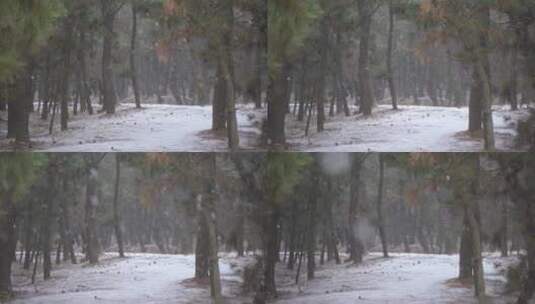 雪花飘飘的林间小路高清在线视频素材下载