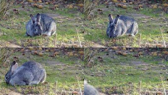 一只小兔子正在吃草高清在线视频素材下载