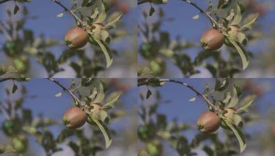三农苹果高清在线视频素材下载