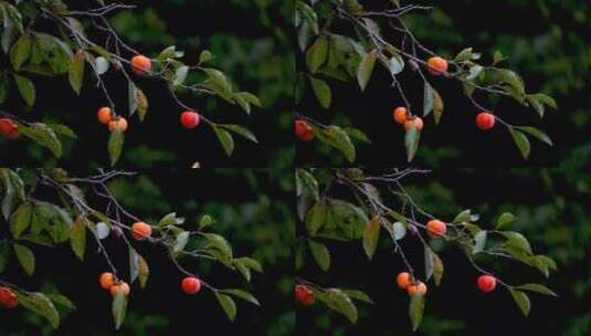 甜柿 水果 风高清在线视频素材下载