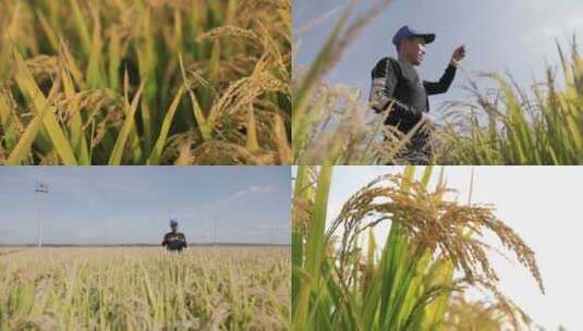 秋天农民在田间地头查看水稻长势收成高清在线视频素材下载