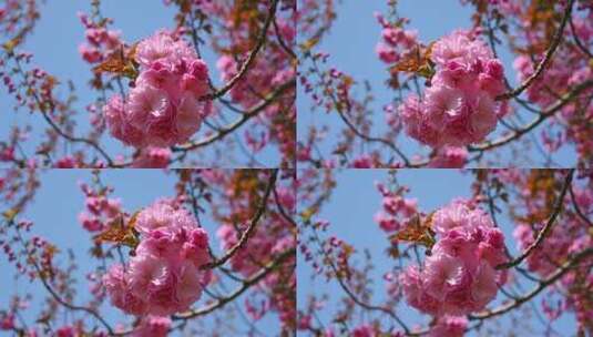 春天盛开的樱花树粉红樱花随风摇曳高清在线视频素材下载