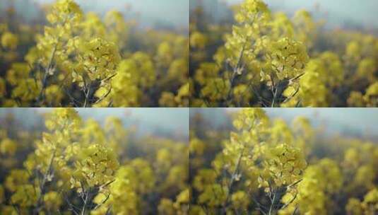 春天阳光下盛开的油菜花高清在线视频素材下载