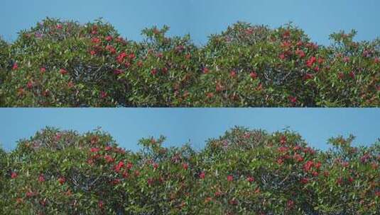 春天红色的大树杜鹃高清在线视频素材下载