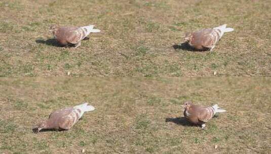 鸽子在草坪上行走觅食寻找食物高清在线视频素材下载