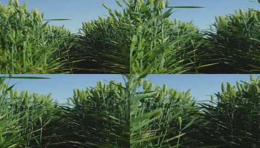 4K植物素材——麦田高清在线视频素材下载