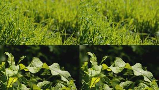 小草树叶春天夏天绿油油实拍空镜高清在线视频素材下载