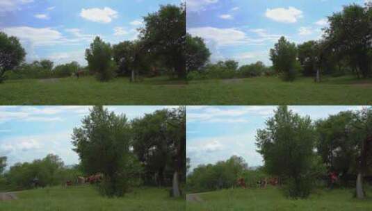 坝上牧场牛群与放牛的老人高清在线视频素材下载