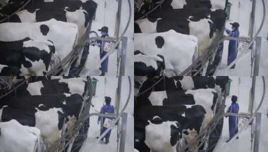 现代化牧场奶牛挤牛奶高清在线视频素材下载