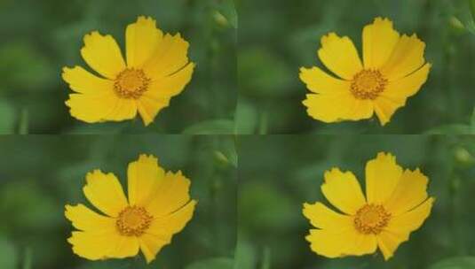 夏天微风吹动的黄色小花微距特写镜头高清在线视频素材下载