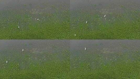 青山绿水生态湿地一群白鹭飞翔栖息升格空镜高清在线视频素材下载