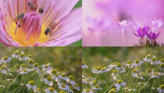 蜜蜂采蜜花朵蒲公英高清在线视频素材下载