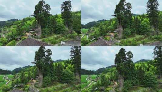 航拍浙江丽水旅游云中大漈景区时思寺古树高清在线视频素材下载