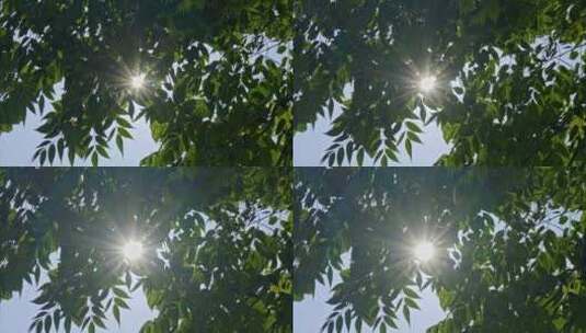 重庆夏季阳光森林空镜高清在线视频素材下载