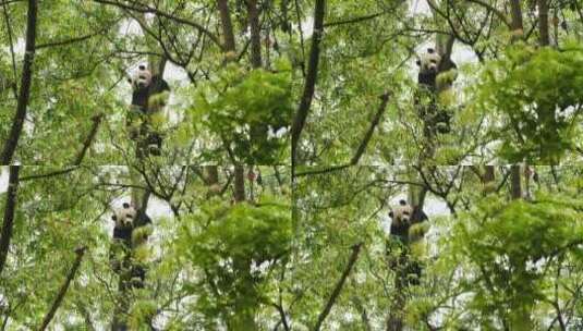 初夏大自然树林里休息爬树的国宝动物大熊猫高清在线视频素材下载