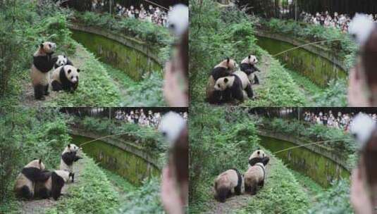 成都大熊猫基地里三只可爱的国宝熊猫吃零食高清在线视频素材下载