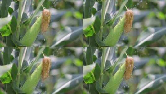 阳光下的有机玉米 农业宣传片高清在线视频素材下载