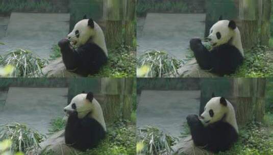 熊猫躺着吃竹子真香高清在线视频素材下载