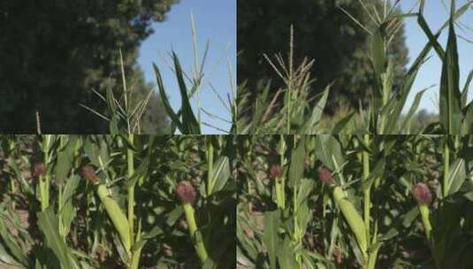玉米玉米地高清在线视频素材下载