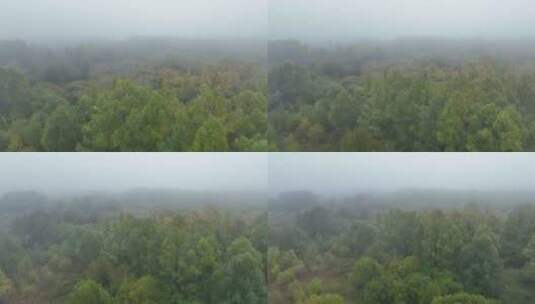 航拍寒温带秋季森林迷雾高清在线视频素材下载