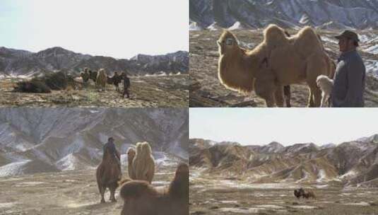 肃北牧民骑骆驼高清素材高清在线视频素材下载