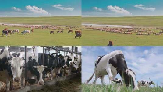 【合集】奶牛农业农场畜牧业牛群高清在线视频素材下载
