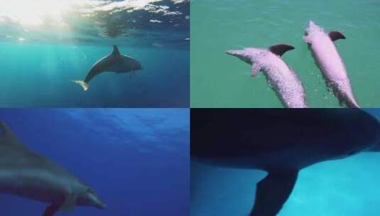 【合集】海豚 海洋天使 海洋生物 海豚跳跃高清在线视频素材下载