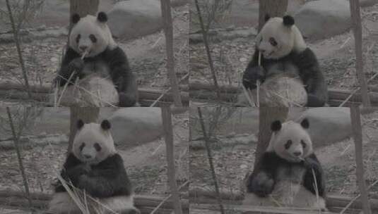 大熊猫吃竹子-中景-50帧率-Slog3高清在线视频素材下载