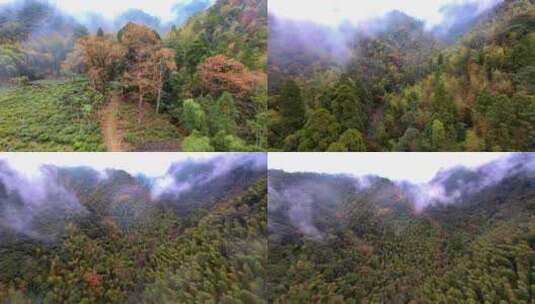 航拍武夷山桐木先锋岭雨雾森林正山小种茶园高清在线视频素材下载