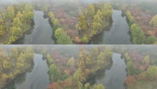 秋季晨雾缭绕的森林河流高清在线视频素材下载
