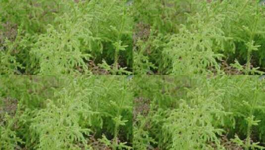 绿色植物蕨类植物高清在线视频素材下载