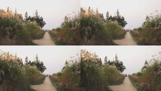 杭州良渚古城遗址公园秋天的芦苇高清在线视频素材下载
