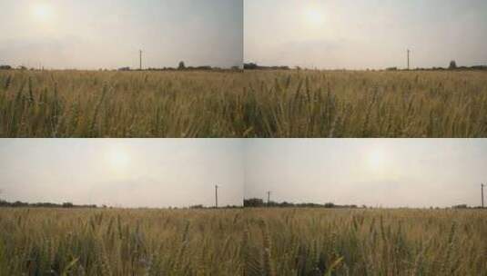 秋天农村田野阳光洒在小麦上高清在线视频素材下载