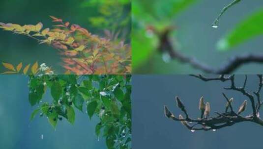 下雨树叶雨滴树木雨景高清在线视频素材下载