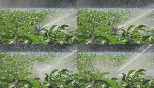 灌溉农作物高清在线视频素材下载